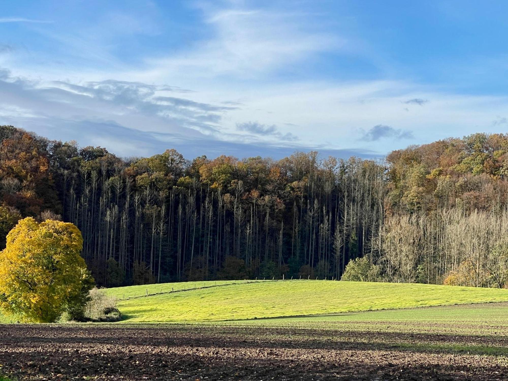 Ferienhaus Kleine Auszeit In Der Natur Mit Kamin, Yogamatten, Schoene Kueche Extertal Buitenkant foto
